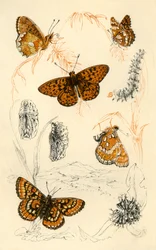 Motyle fritillary, XIX wiek.