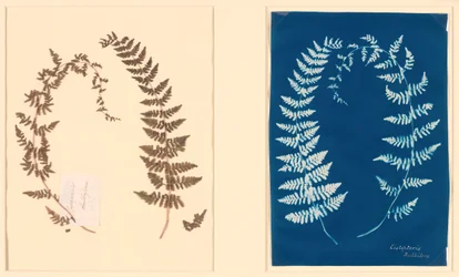 Z albumu Hatton Fern, c. 1850.