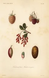 Owoce, orzechy i jagody, owoce jagodowe, owoce pestkowe