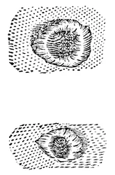 Galileusz rysunek kraterów księżycowych, 1611, c1655