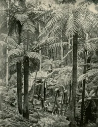 Olbrzymie Paprocie w Gembrook, 1901.