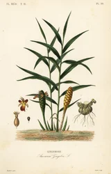 Korzeń imbiru lub imbiru, Zingiber officinale, Amomum zingiber, Gingembre