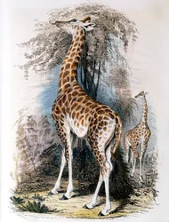 Żyrafa przeglądająca drzewo, 1836