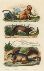 Tamaryna lew , Leontopithecus rosalia , zagrożona 1 , świstak alpejski , Marmota marmota 2 i legowisko oraz fretka lub tchórz , Mustela putorius 3