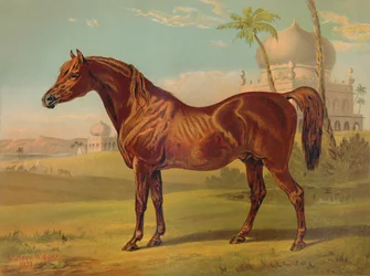 Goldie, wysokiej klasy Arab, c1879.