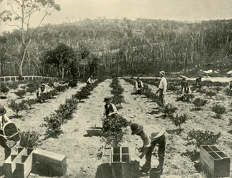 Farma agrestu, Glenbrook, 1901.