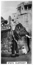 Rządowy słoń w stroju państwowym, Południowe Indie, ok. 1925 r