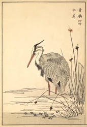 Czapla siwa Aosagi i roślina Mizu-aoi, 1857.