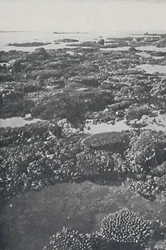 Wielka Rafa Koralowa, 1924