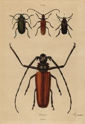 Wielki chrząszcz kózkowaty, Enoplocerus armillatus 1, Aegosoma scabricorne 2, Pyrodes nitidus 3 i Prionus desmaretii 4