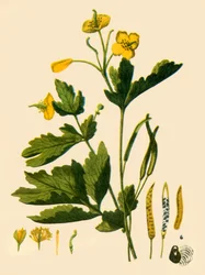„Glistnik Wielki”, 1839, 1944.