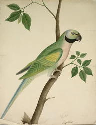 Zielona papuga, ok. 1820.