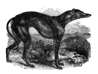 Chart, 1848