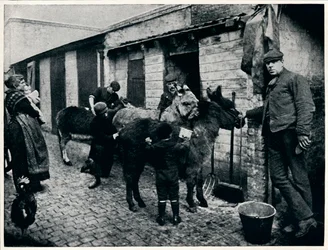 Grooming costers donkeys, Londyn, c1903 1903