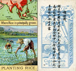 Growing and Planting Rice, z serii kart papierosowych „Products of the World” produkowanych przez Wills „Pirate” Cigarettes na rynek w Chinach