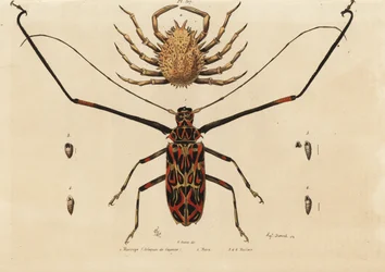 chrząszcz arlekin, Acrocinus longimanus 1 i krab europejski, krab rogaty 2, makropa (arlekin kajeński), maia, koszulki