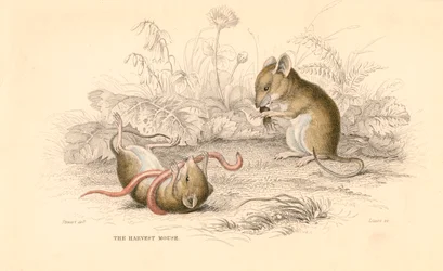 Żniwa mysz Micromys minutus Starego Świata, 1828
