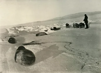 Transport mięsa fok na kwatery zimowe, c1908, 1909