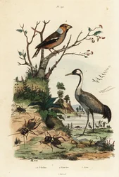 Grubodziób zwyczajny , Coccothraustes coccothraustes 2 , żuraw , Grus grus 3 i świerszcze , Gryllus campestris 1