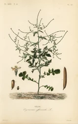 Gorczyca żywopłotowa, Sisymbrium officinale, Erysimum officinale, Velar