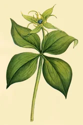 „Herb Paris”, koniec XVIII-początek XIX wieku, 1944.