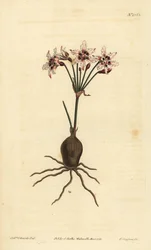Hessea cinnamomea (Połyskujące strumaria o kwiatach, Strumaria crispa)