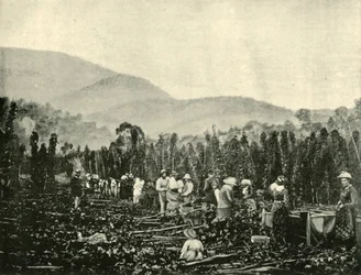Zbieranie chmielu na Tasmanii, 1901.