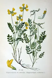 Wyka podkowa, 1893
