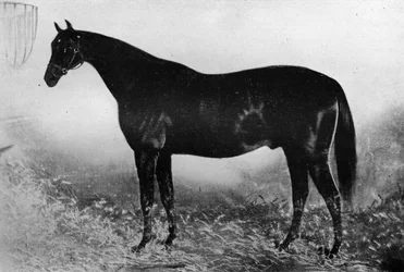 Gościnność, XIX wiek, 1911