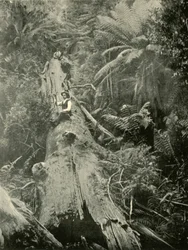 Jak potężni upadli, 1901.