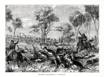 Polowanie na kangury, Australia, 1877 r.
