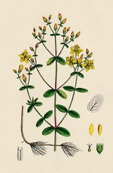 Hypericum Boeticum. Dziurawiec o liściach falistych, XIX w.