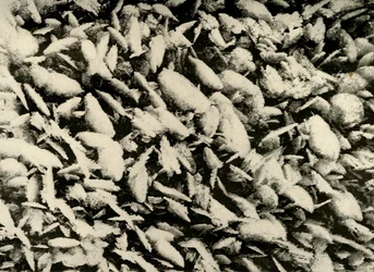 Kryształy lodu na dachu ganku chaty, c1908, 1909