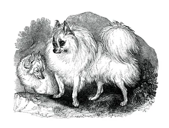 Pies Islandii, 1848