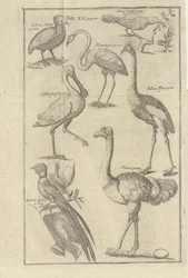 Illustrasjon hentet fra boken Opis Vorgbürges des Guten Hope i ich Hottentots av Kolb, Peter i utgitt av bey Peter Conrad Monath (de, 1745)