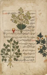 Ilustrowane podwójne folio przedstawiające osty i inne rośliny lecznicze, 1595