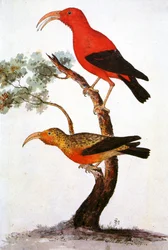 Ilustracja/Iiwi/Iwi/Scarlet honeycreeper/Scarlet Hawaiian Honeycreeper
