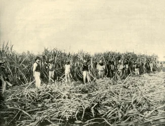 Na plantacji cukru w Queensland, 1901.
