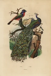 Paw indyjski, Pavo cristatus i papuga, gatunki Erythrura