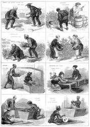 Japońska produkcja herbaty, 1874