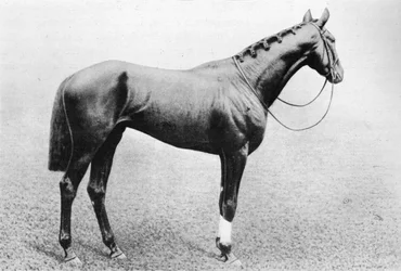 Dżudda, 1895-1909, 1911