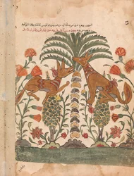 Kalila Upbraiding Dimna, Folio z Kalila wa Dimna, XVIII w.