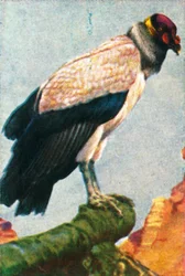 Sęp królewski, ok. 1928.