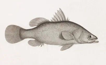 La Perche Latos