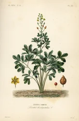 Leontice, Leontice leontopetalum, gmina Leontice