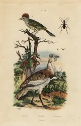 Mały drop, Eupodotis humilis i Oxyruncus cristatus