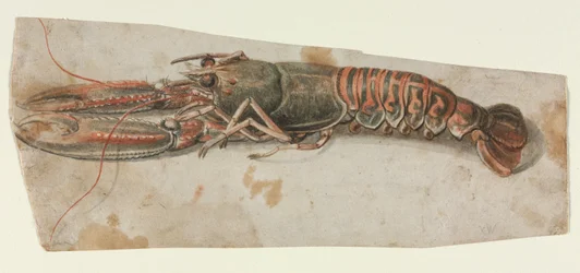 Homar, 1600s.