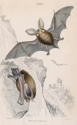 Gacek Plectorus auritus, 1828