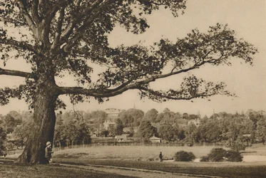 Patrząc z zielonych zboczy lasu Caen w kierunku wieży kościelnej starego Highgate, c1935.