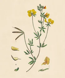 Tenius lotosu. Smukła koniczyna ptasia, XIX w.